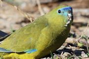 Rock Parrot (Neophema petrophila)